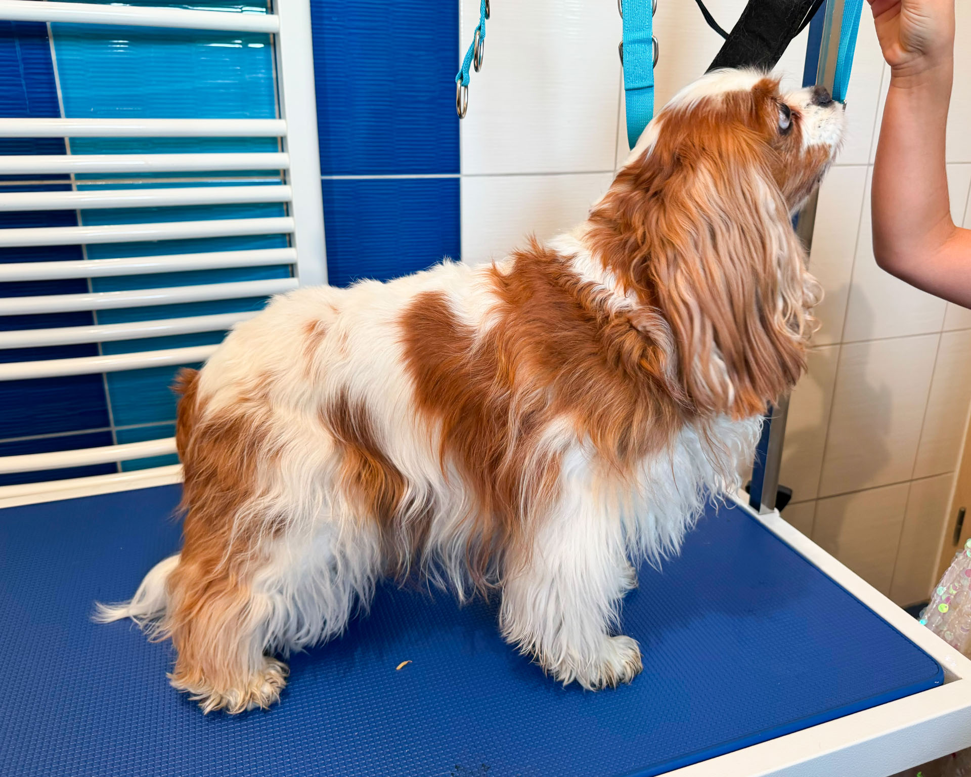 Kavaliér King Charles španěl Debbi před střihem – Psí salon Navi