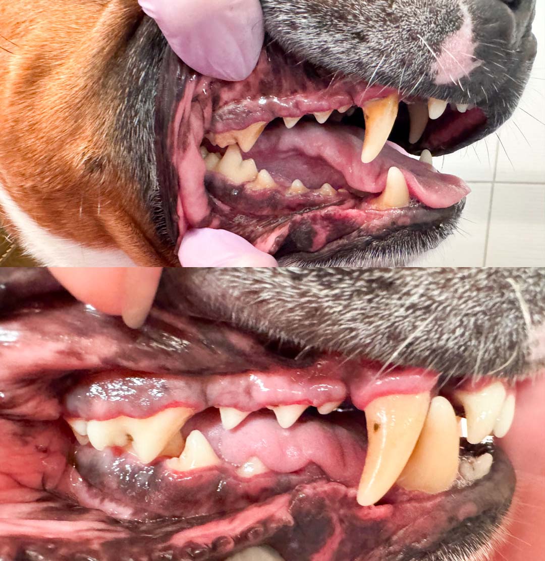 Sedmiletý pes Crash – zuby před a po dentální hygieně