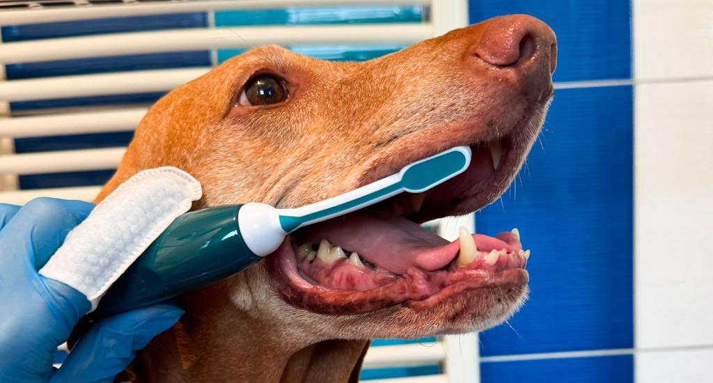 Dentální hygiena, psí salon Navi