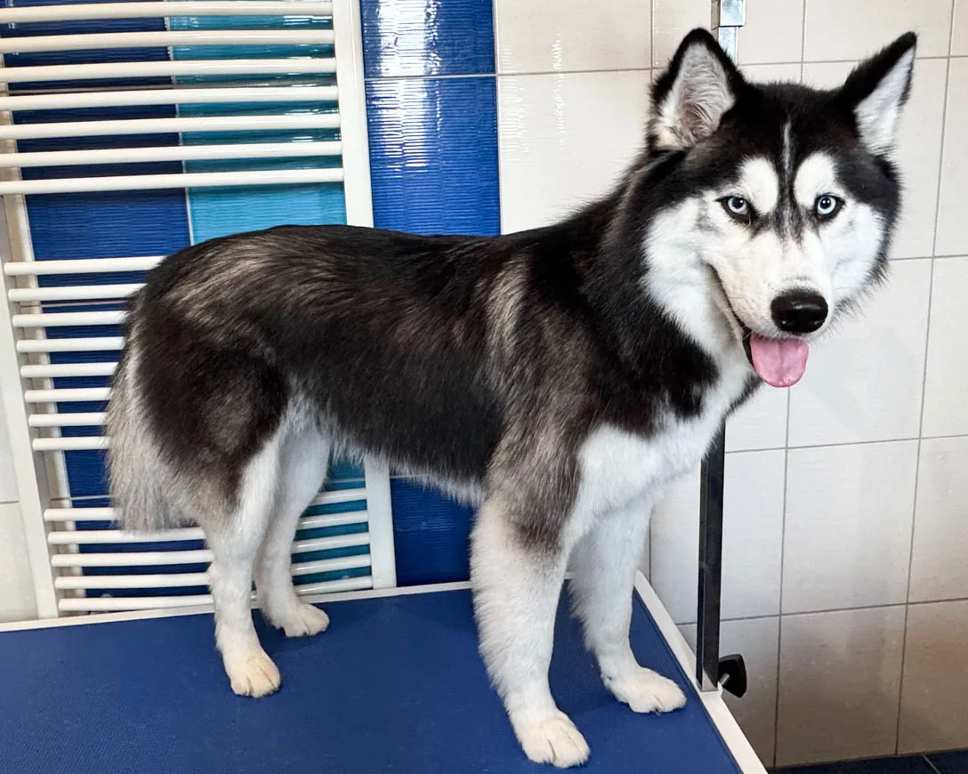 Husky Vladěnka po koupeli a vyčesání podsady – uhlazená lesklá srst – Psí salon Navi