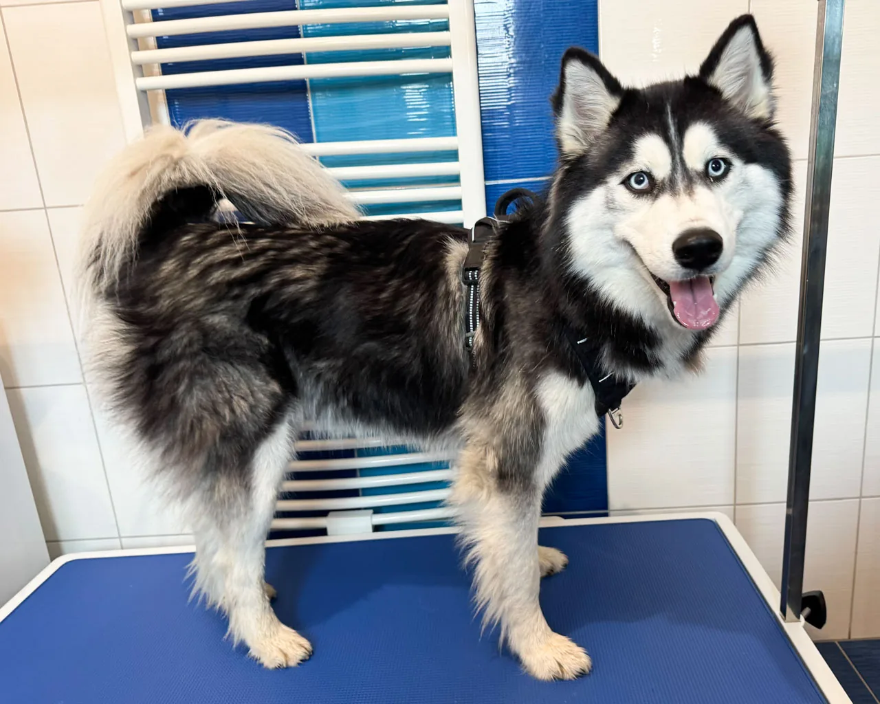 Husky Vladěnka, 2 roky, před úpravou – nevyčesaná hustá srst s podsadou na těle a ocasu