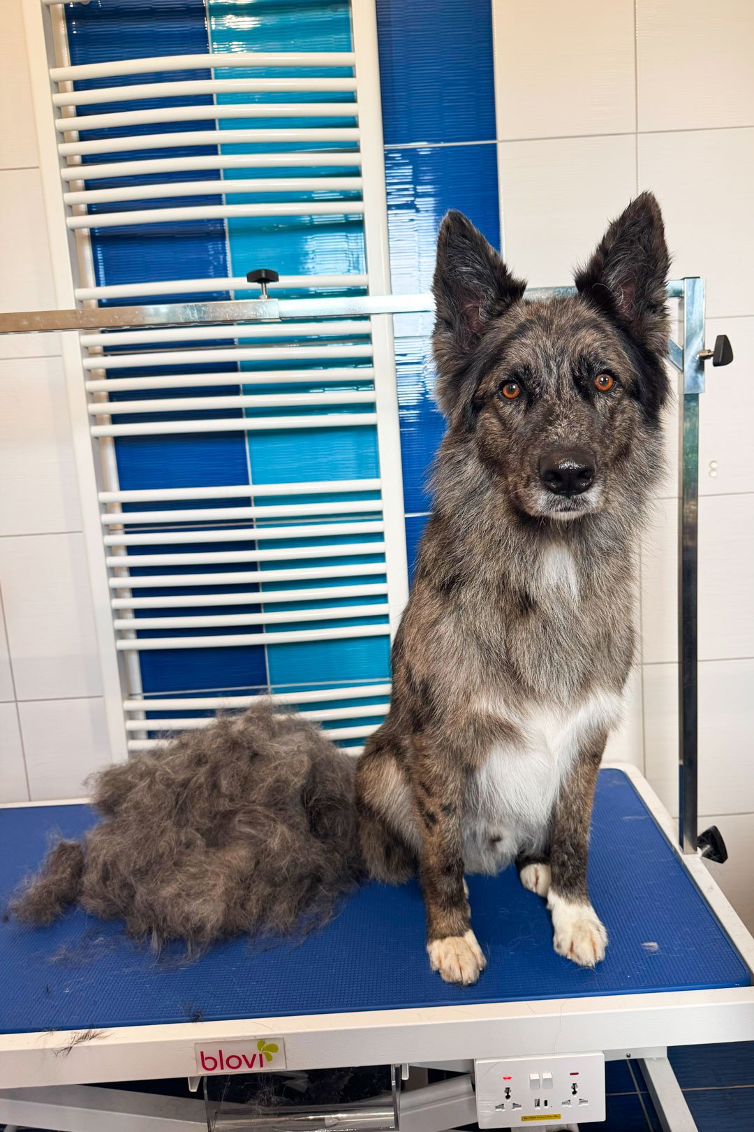 Kříženec Leo po vyčesání podsady – vedle něj hromada odstraněné srsti – Psí salon Navi