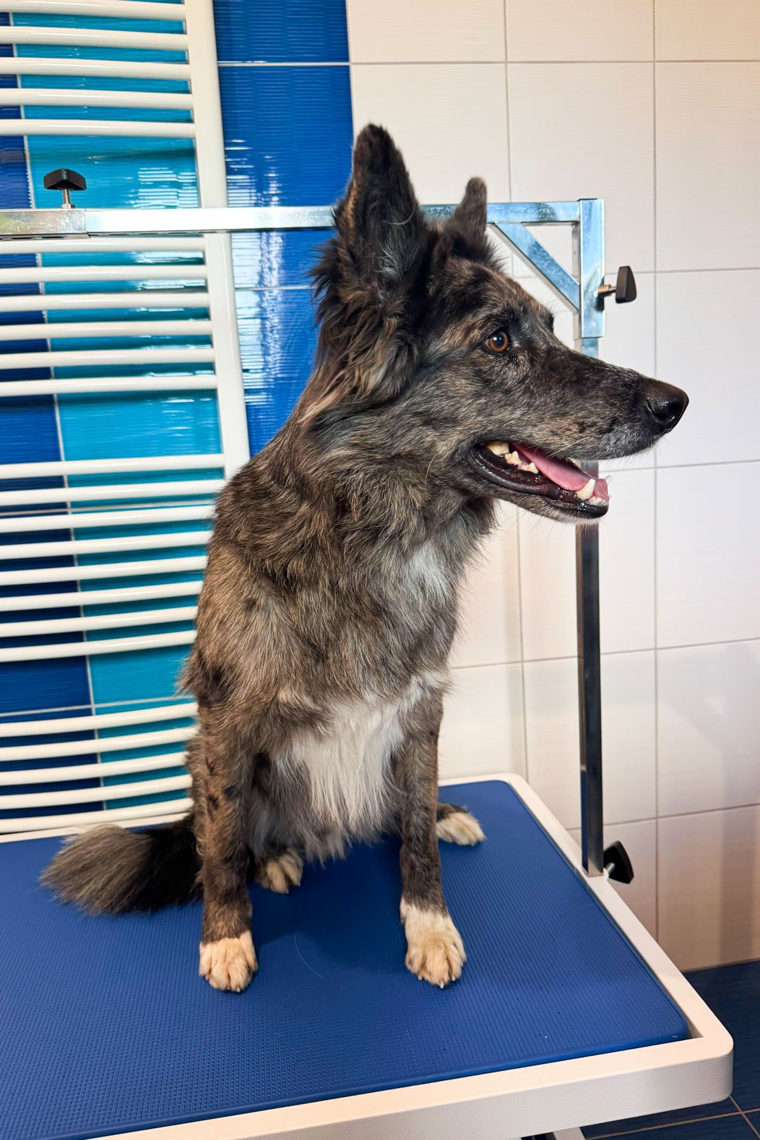 Kříženec švýcarského ovčáka a border kolie Leo, 4 roky, před vyčesáním podsady