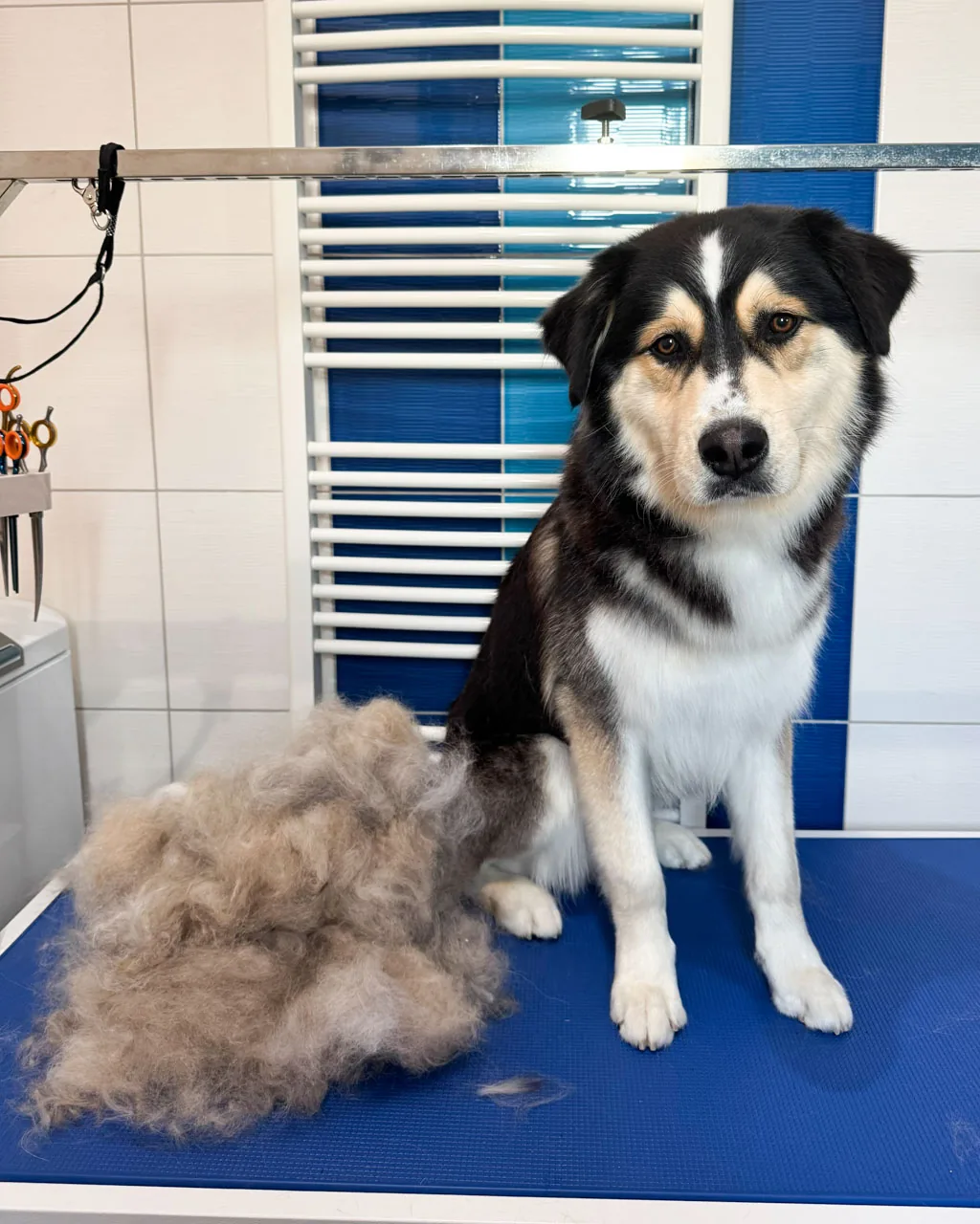 Kříženec huskyho a retrievera Marley po vyčesání podsady – vedle něj hromada vyčesané srsti – Psí salon Navi