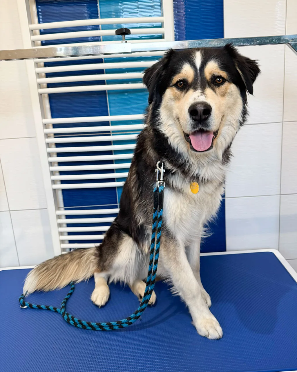 Kříženec huskyho a retrievera Marley, 15 let, před vyčesáním podsady – hustá nadýchaná srst na krku, hrudi a ocasu