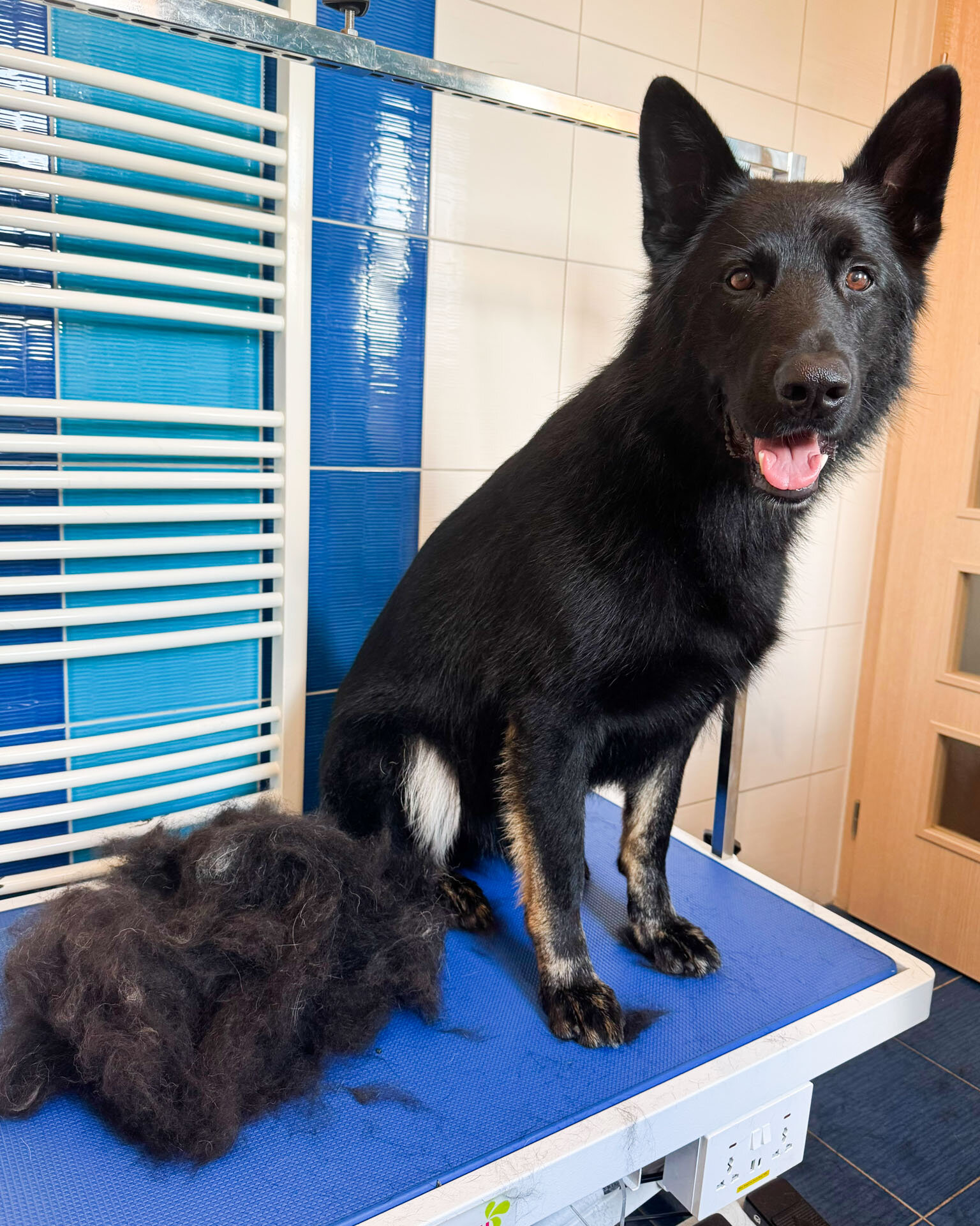Německý ovčák Rambo po vyčesání a ošetření – Psí salon Navi