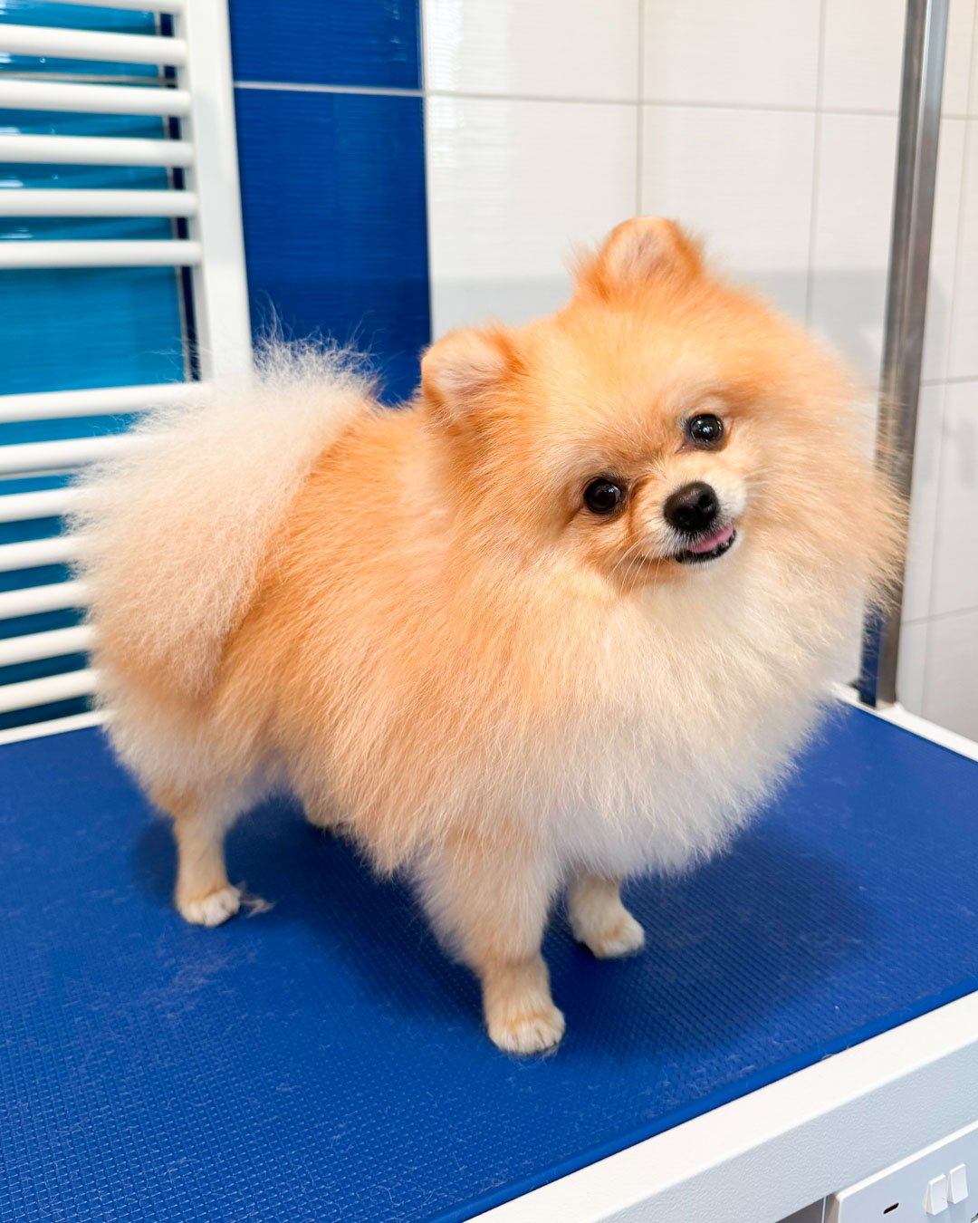 Pomeranian Tedy po koupeli a úpravě srsti – nadýchaná srst vyčesaná do kulata – Psí salon Navi