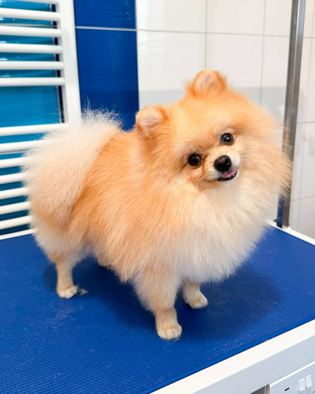 Pomeranian Tedy po koupeli a úpravě srsti – nadýchaná srst vyčesaná do kulata – Psí salon Navi