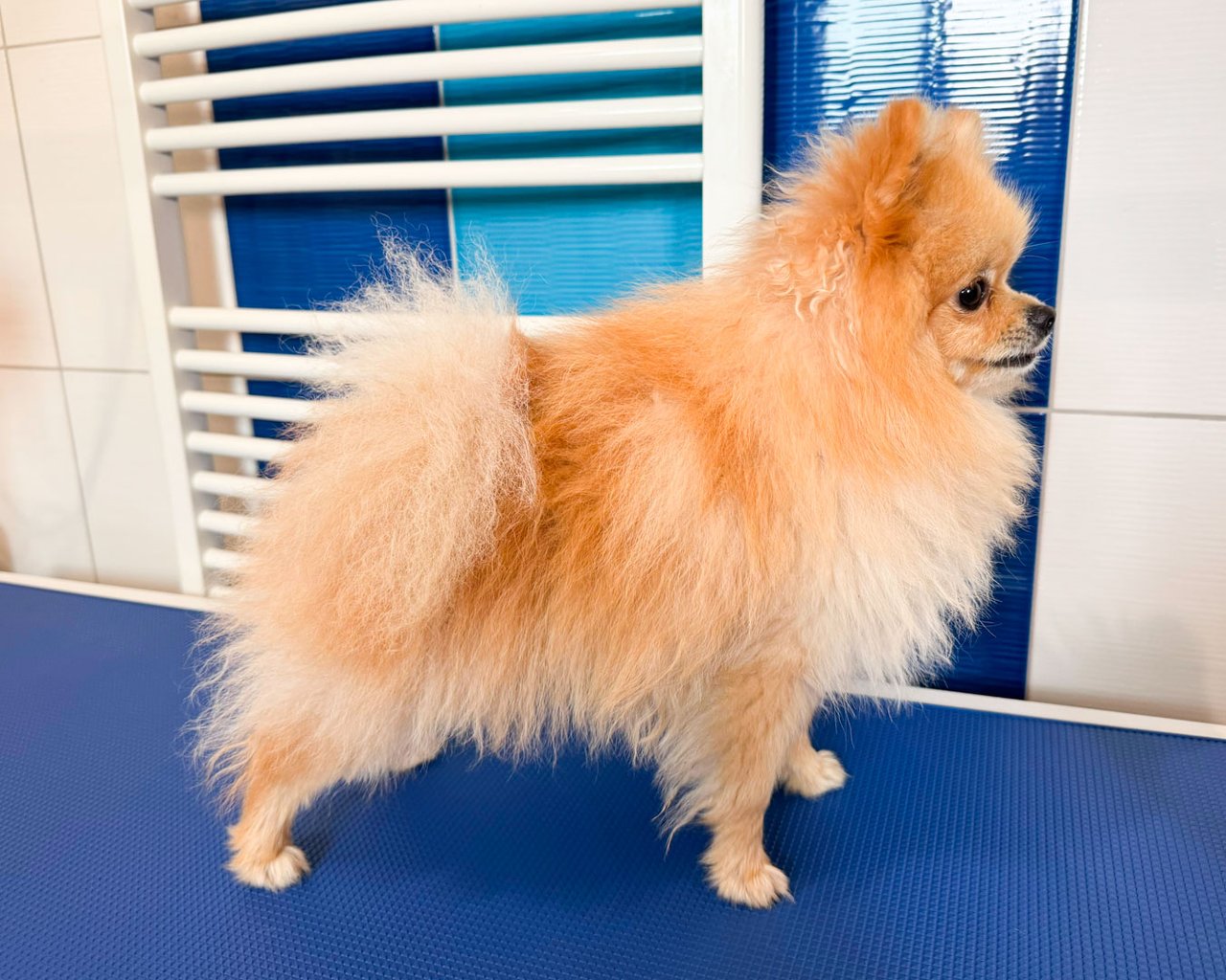 Pomeranian Tedy, 1 rok, před úpravou – rozcuchaná odstávající srst s vylínanou podsadou