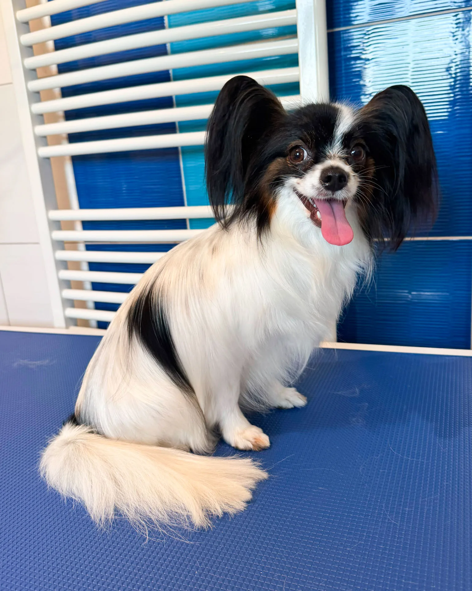 Papillon Roxie po úpravě srsti – Psí salon Navi