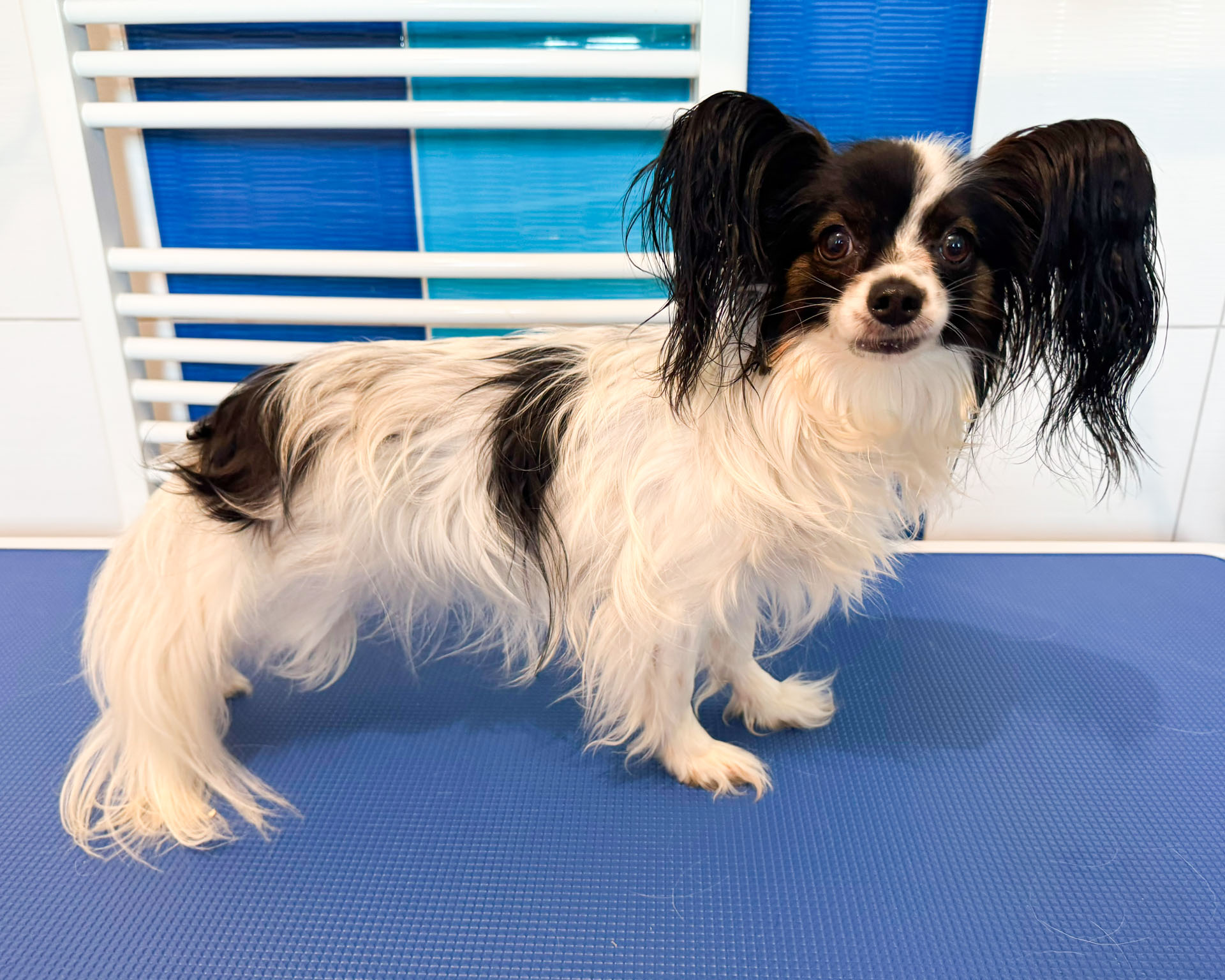 Papillon Roxie před střihem – Psí salon Navi Ronov nad Doubravou