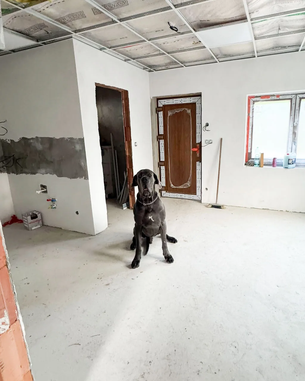 Německá doga Lumír v budoucí recepci psího salonu Navi – nové vchodové dveře a okno, rozestavěný interiér
