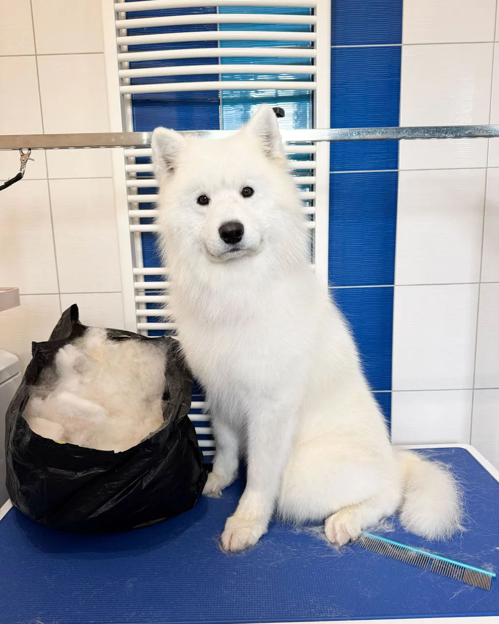 Samojed Falco po koupeli a vyčesání podsady – vedle něj pytel vyčesané srsti – Psí salon Navi
