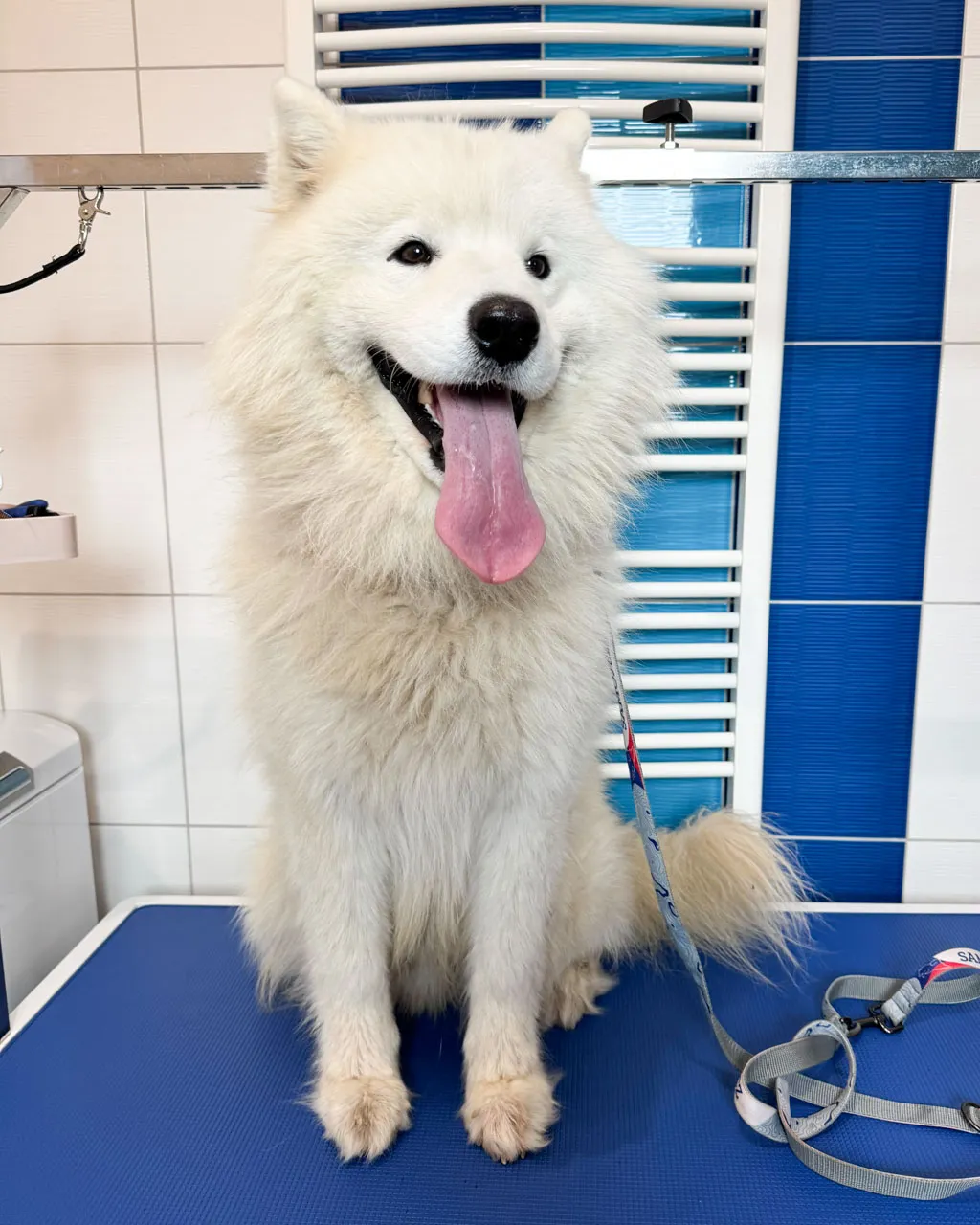 Samojed Falco, 5 let, před úpravou – hustá nevyčesaná srst s podsadou