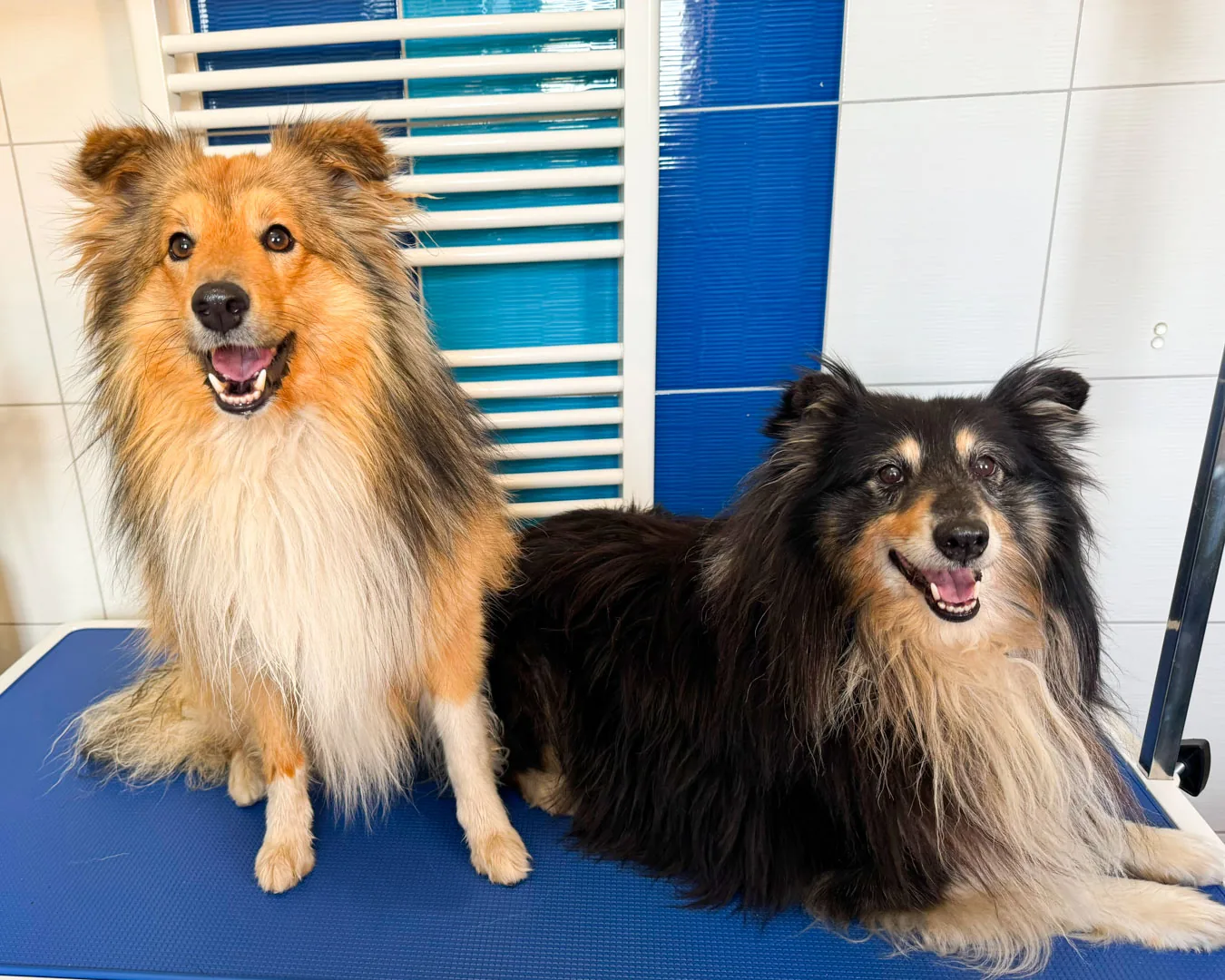 Timmy a Denny – dvě šeltie před úpravou v psím salonu Navi, Ronov nad Doubravou