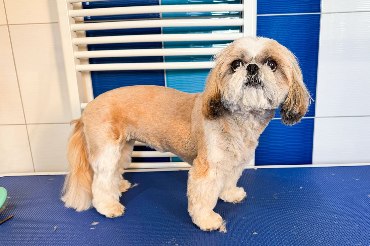Shih-tzu Eliška po střihu – zkrácené tělo, upravená hlava a uši – Psí salon Navi
