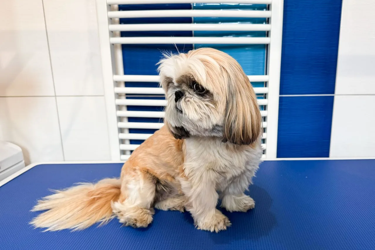 Shih-tzu Eliška, 8 let, před úpravou – dlouhá srst přerůstající přes oči