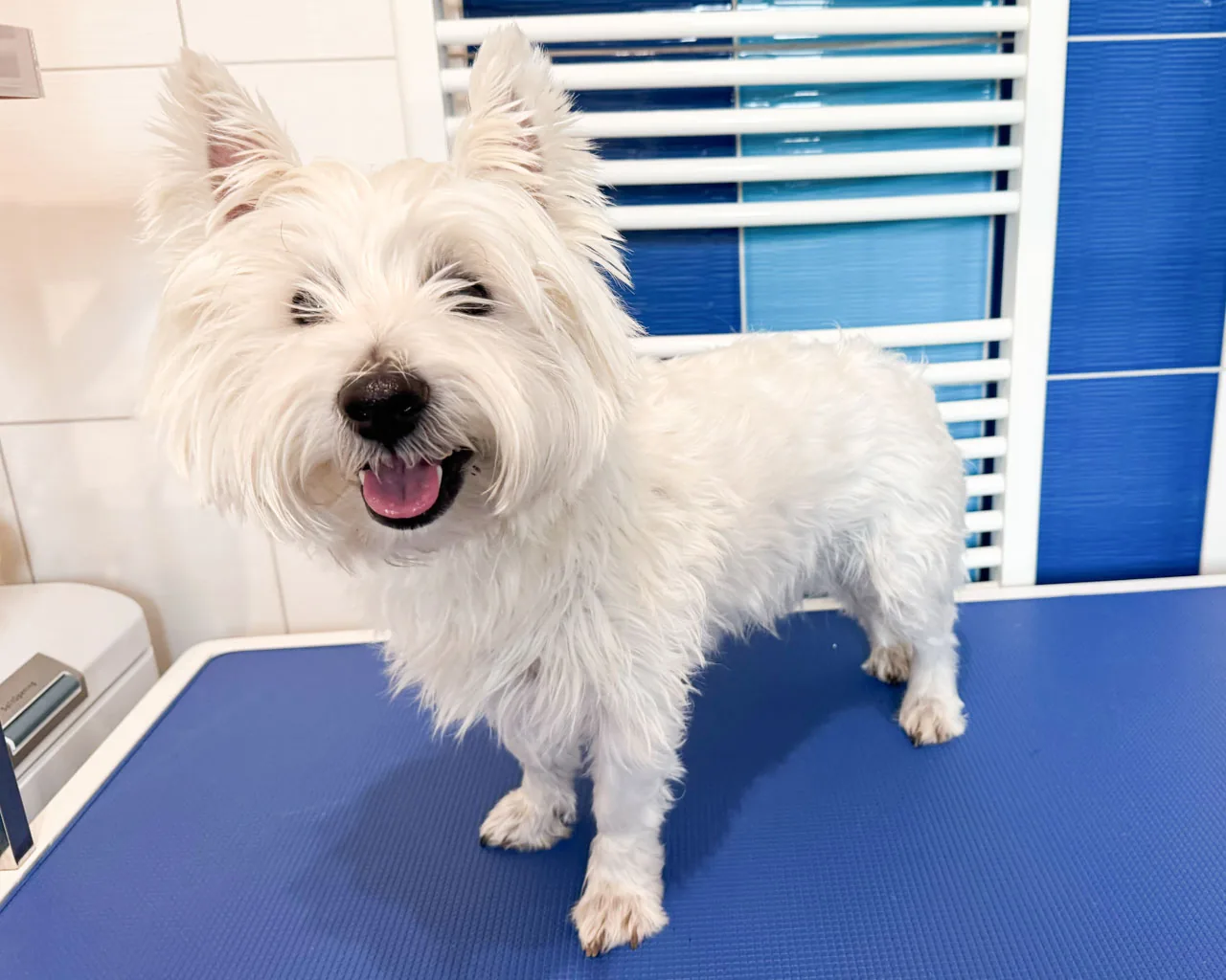 West highland white teriér Charlie, 3 roky, před úpravou – přerostlá nadýchaná srst na hlavě, tlamě a těle