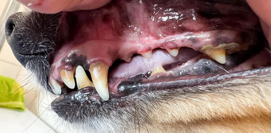 Šeltie Ari 11 let – zuby před a po dentální hygieně bez anestezie – Psí salon Navi