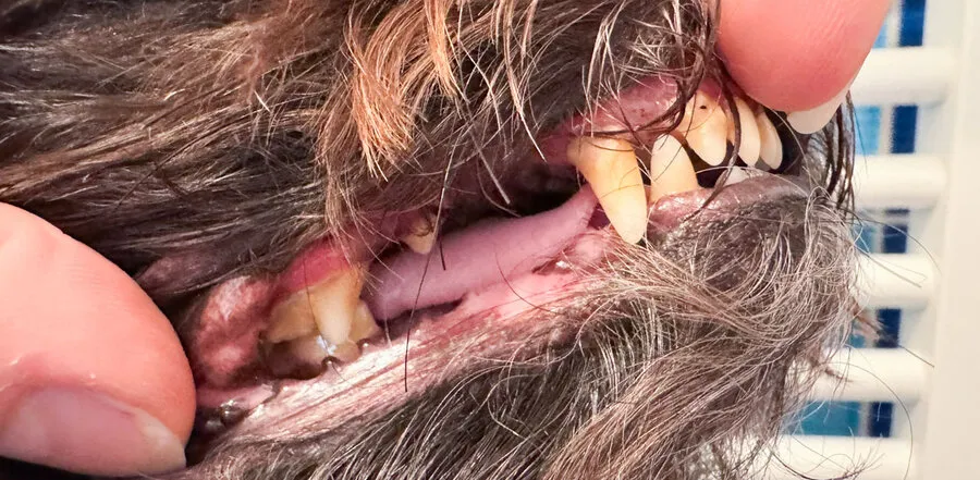 Bertík 8 let – zuby před a po dentální hygieně bez anestezie – Psí salon Navi