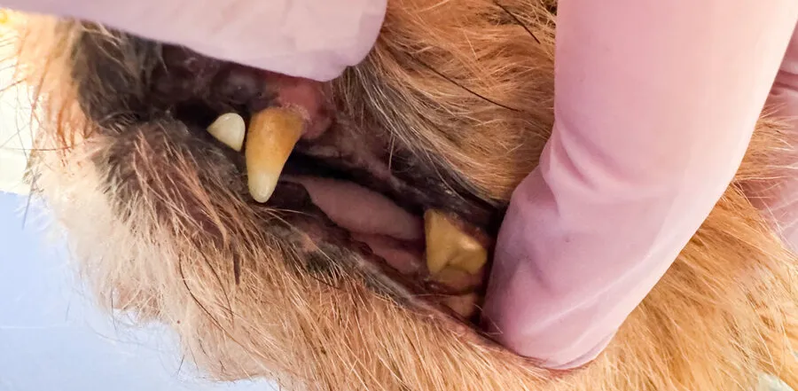Jorkšírský teriér Denis 14,5 roku – zuby před a po dentální hygieně bez anestezie – Psí salon Navi