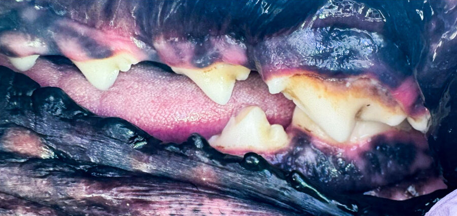 Německá doga 3 roky – zuby před a po dentální hygieně bez anestezie, více pohledů – Psí salon Navi