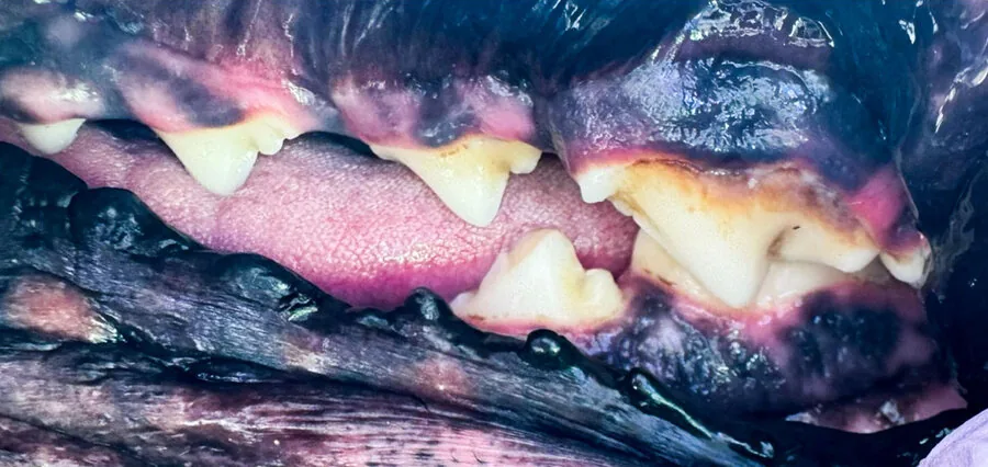 Německá doga 3 roky – zuby před a po dentální hygieně bez anestezie, více pohledů – Psí salon Navi