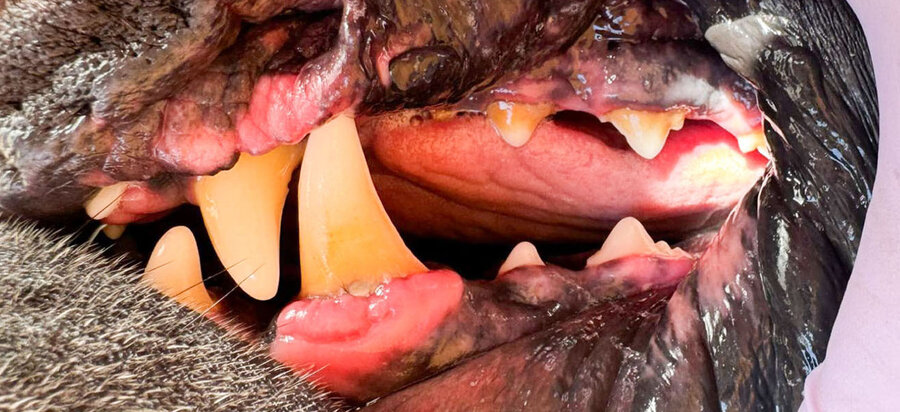 Německá doga 3 roky – zuby před a po dentální hygieně bez anestezie, více pohledů – Psí salon Navi