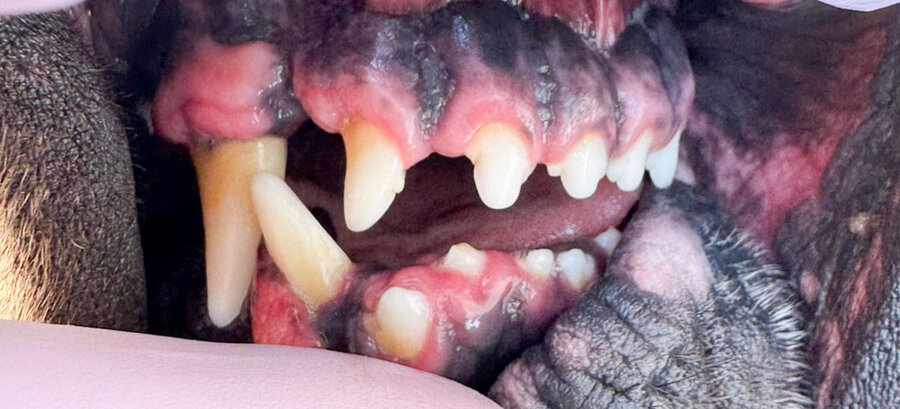 Německá doga 3 roky – zuby před a po dentální hygieně bez anestezie, více pohledů – Psí salon Navi