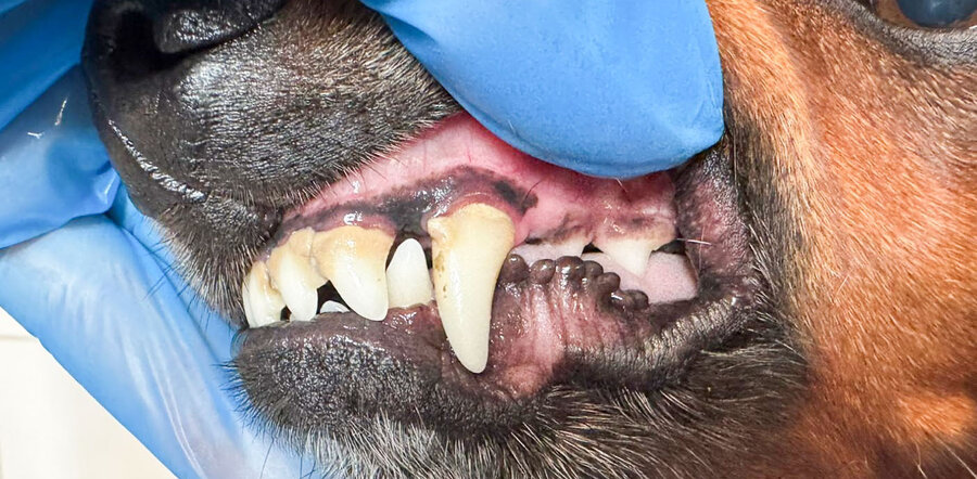 Jezevčík 9 let – zuby před a po dentální hygieně bez anestezie, více pohledů – Psí salon Navi