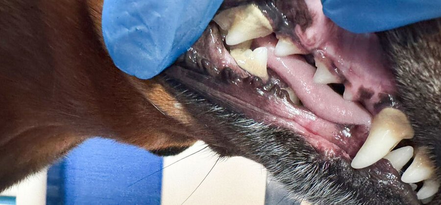 Jezevčík 9 let – zuby před a po dentální hygieně bez anestezie, více pohledů – Psí salon Navi