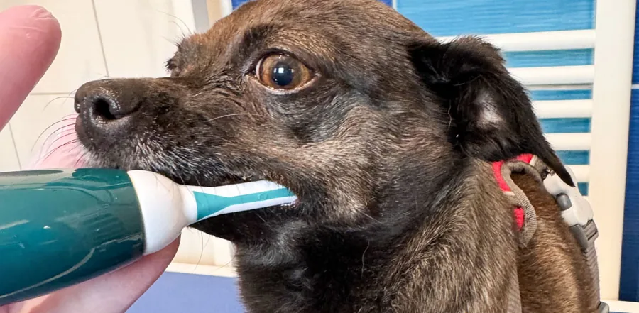 Kříženka Kesinka v klidu při čištění zubů kartáčkem během dentální hygieny bez anestezie – Psí salon Navi