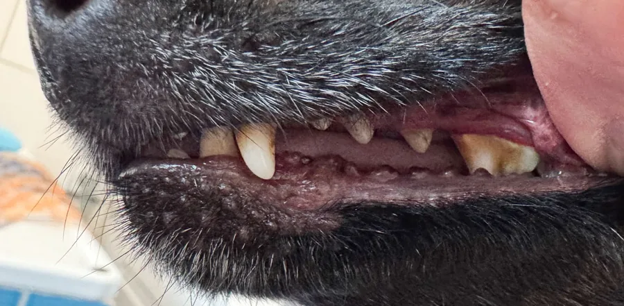 Kříženka Kesinka – zuby před a po dentální hygieně bez anestezie – Psí salon Navi