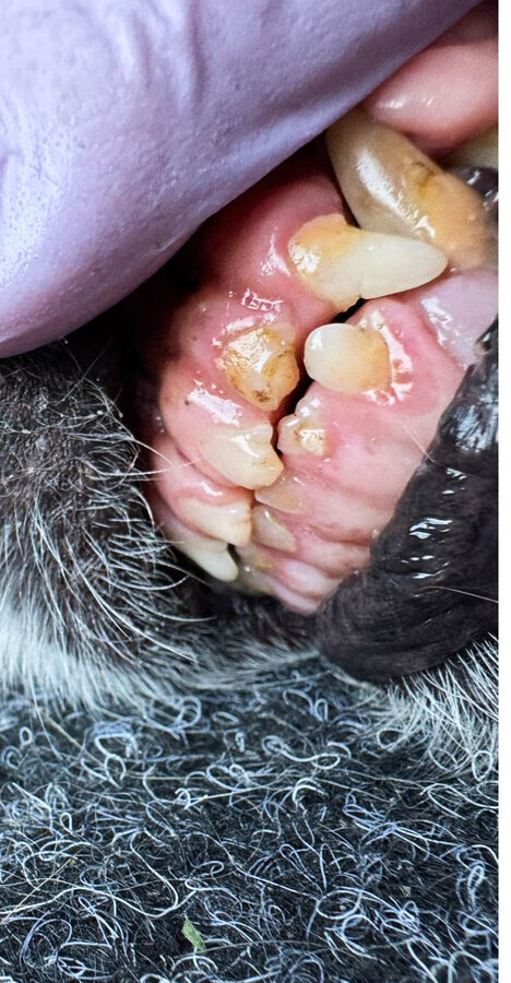 Zlatý retriever 15 let – zuby před a po dentální hygieně bez anestezie, více pohledů – Psí salon Navi