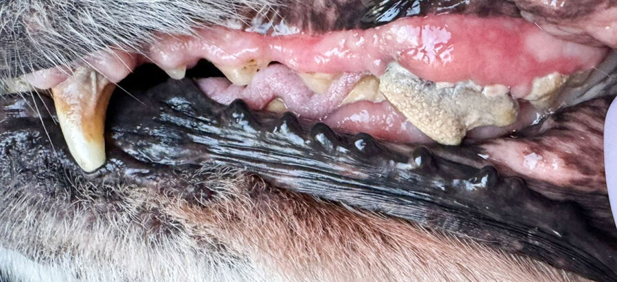 Zlatý retriever 15 let – zuby před a po dentální hygieně bez anestezie, více pohledů – Psí salon Navi
