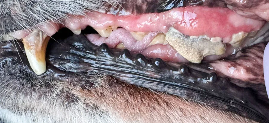 Zlatý retriever 15 let – zuby před a po dentální hygieně bez anestezie, více pohledů – Psí salon Navi