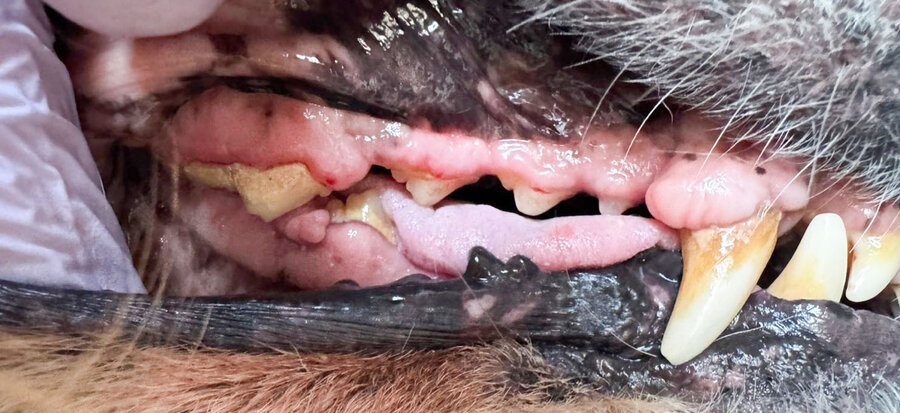 Zlatý retriever 15 let – zuby před a po dentální hygieně bez anestezie, více pohledů – Psí salon Navi