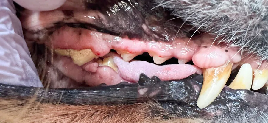 Zlatý retriever 15 let – zuby před a po dentální hygieně bez anestezie, více pohledů – Psí salon Navi