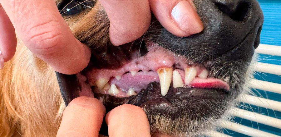 Zlatý retrívr Sára 1 rok – zuby před a po dentální hygieně bez anestezie – Psí salon Navi