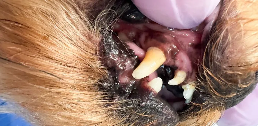 Jorkšírský teriér Sofie 10 let – zuby před a po dentální hygieně bez anestezie – Psí salon Navi