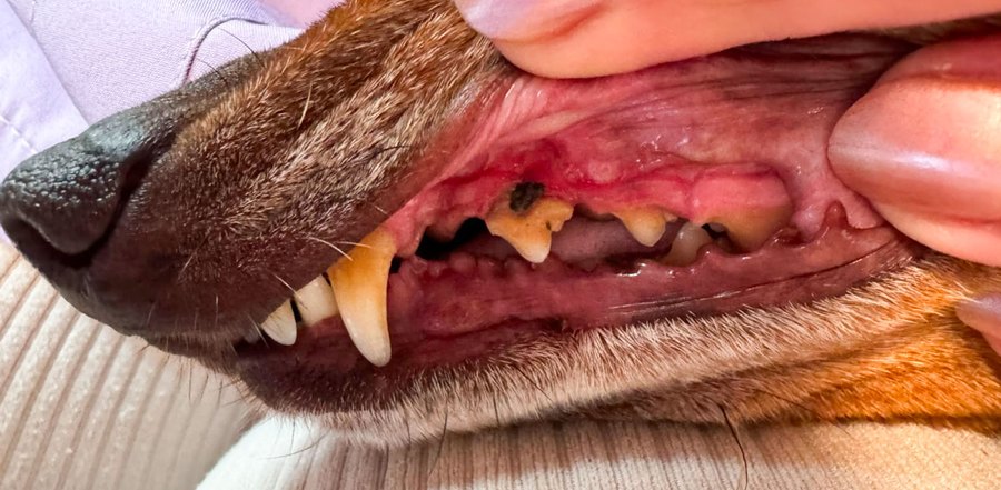 Jezevčík Ťapka 10 let – zuby před a po dentální hygieně bez anestezie – Psí salon Navi